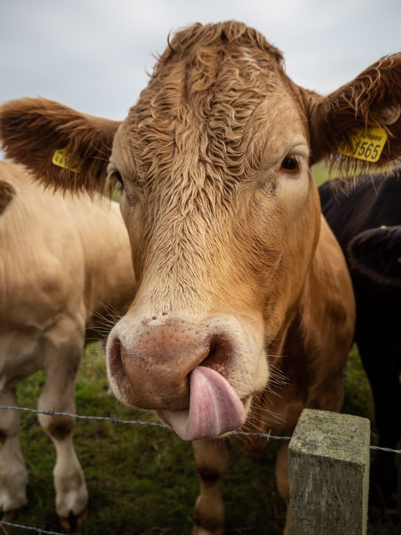 vache-réduire-consommation-viande